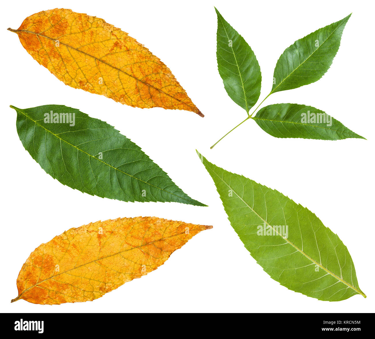 green and yellow autumn leaves of ash tree Stock Photo Alamy