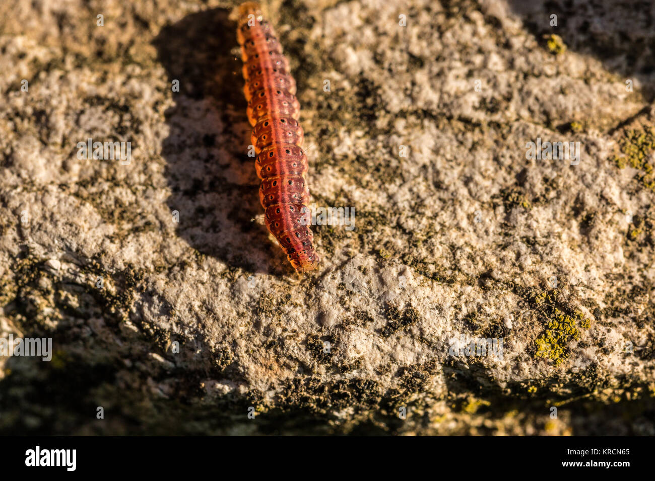 Red inchworm creeping on a big rock Stock Photo