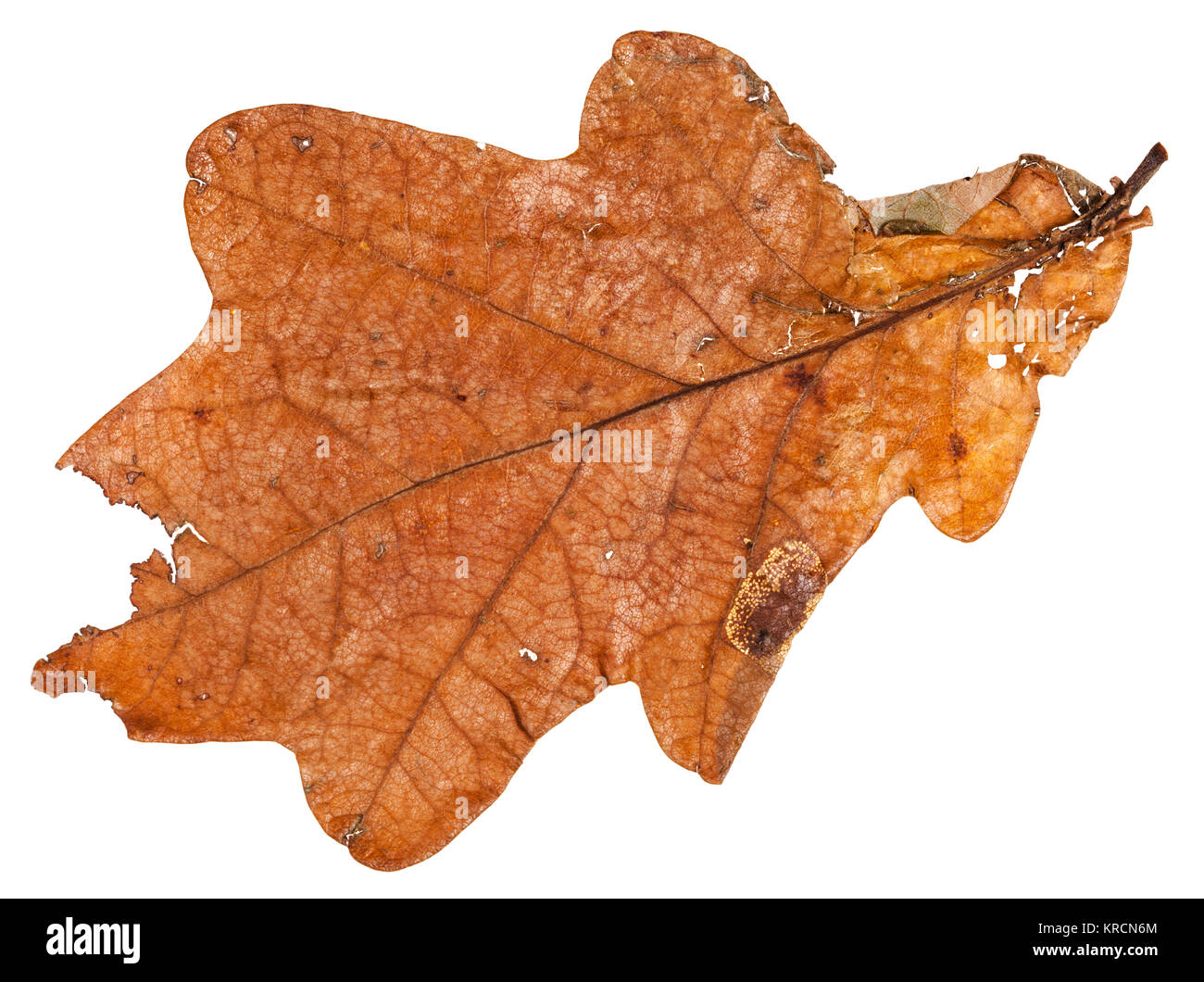 brown dried leaf of oak tree isolated Stock Photo