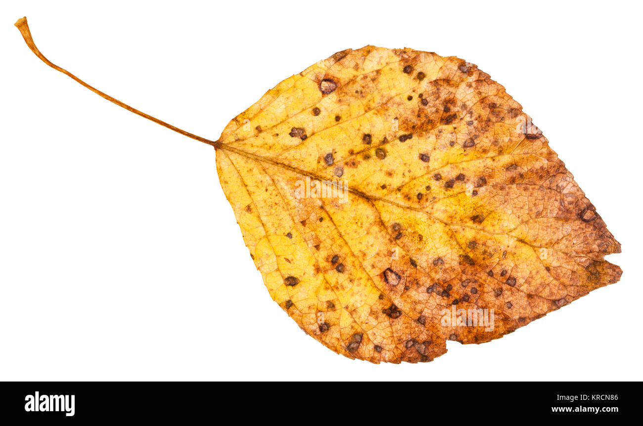 yellow dried leaf of poplar tree isolated Stock Photo
