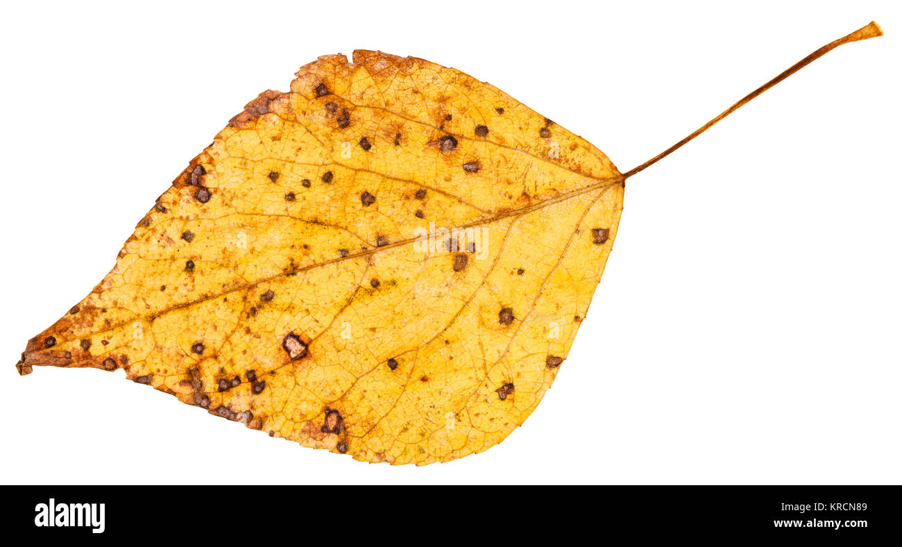 yellow autumn leaf of poplar tree isolated Stock Photo