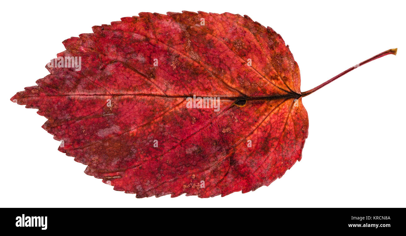 red fallen leaf of ash-leaved maple tree isolated Stock Photo
