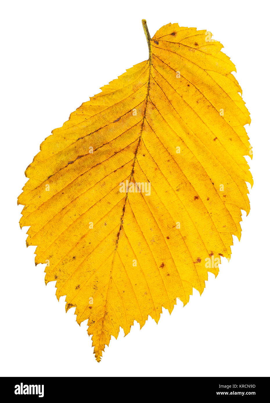 yellow autumn leaf of elm tree isolated on white Stock Photo
