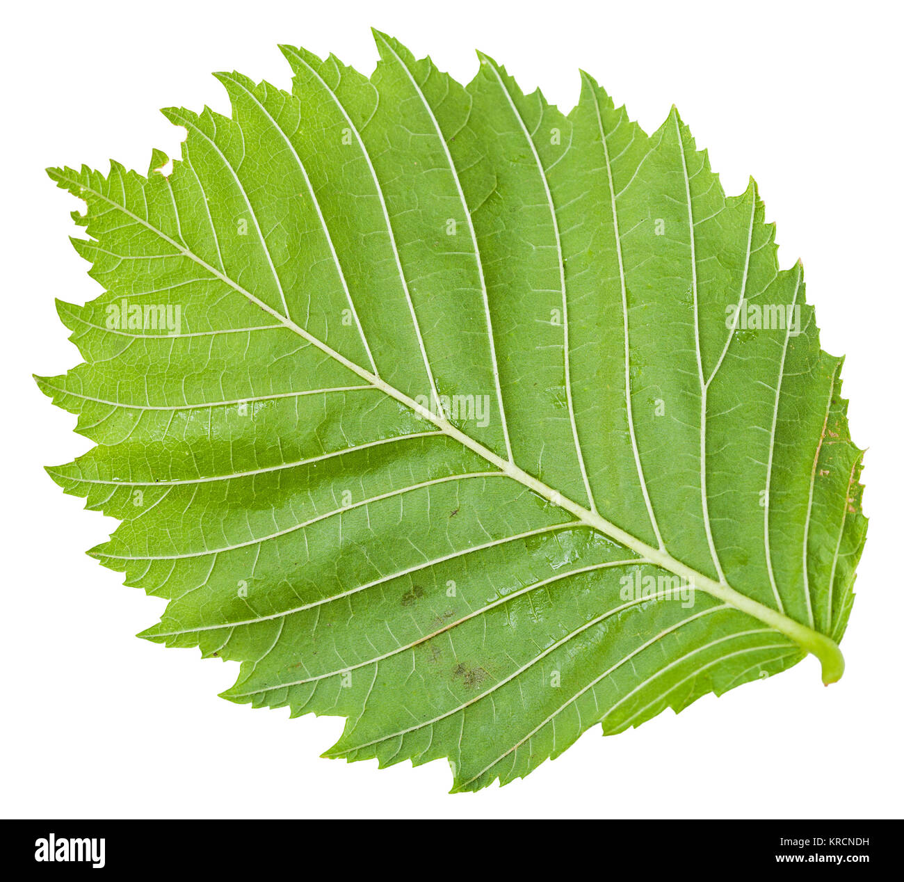 back side of green leaf of Elm tree isolated Stock Photo