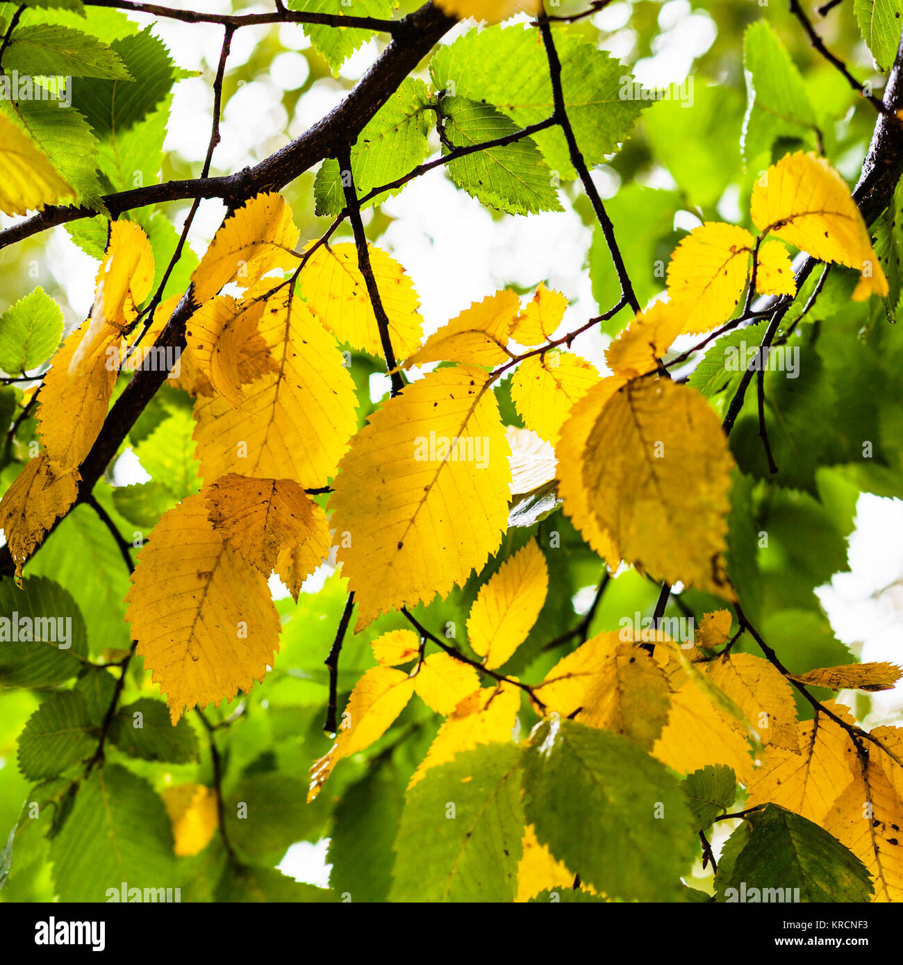 green and yellow leaves of Elm tree in autumn Stock Photo