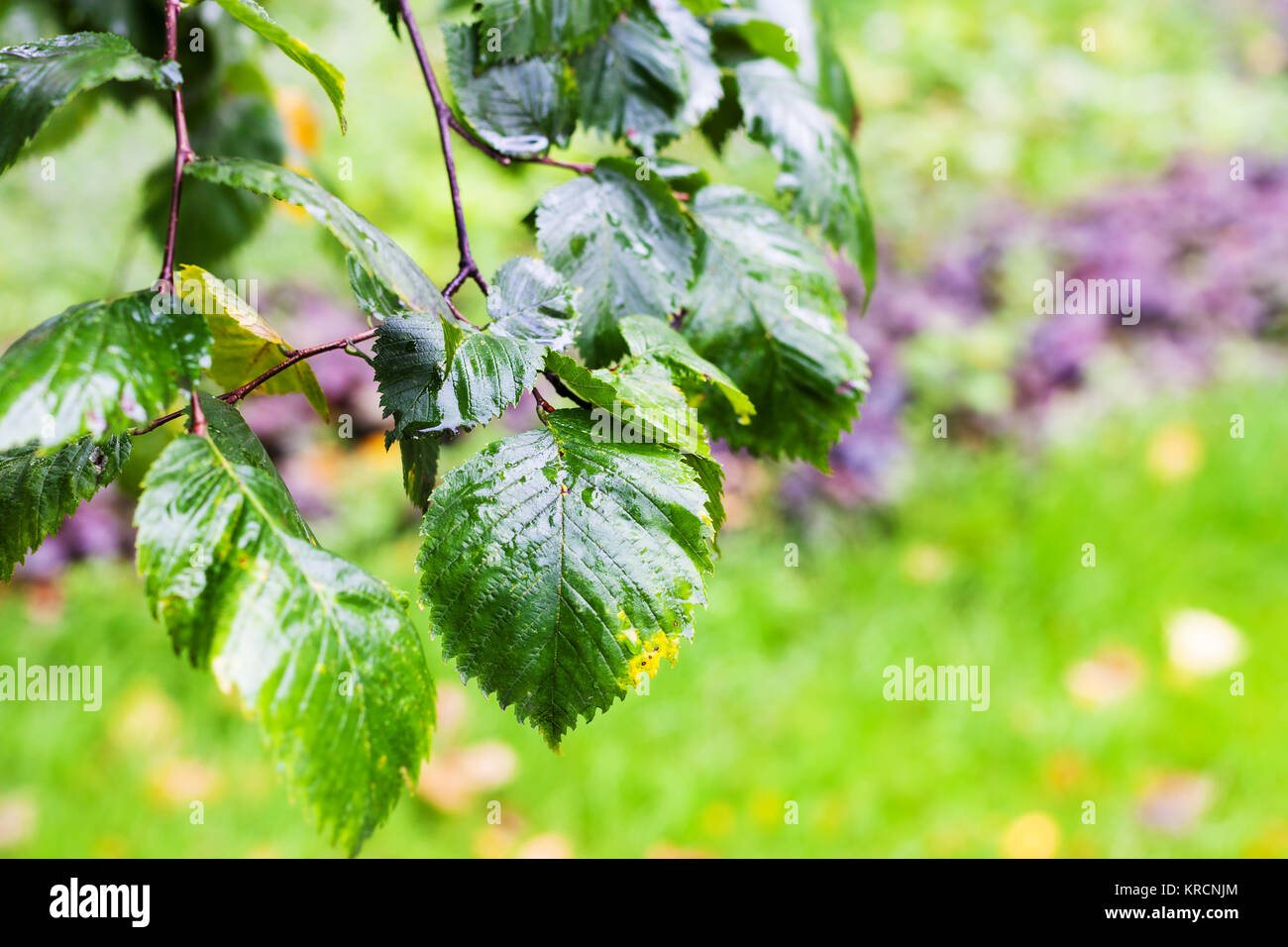 wet leaves of elm tree in in rainy autumn day Stock Photo