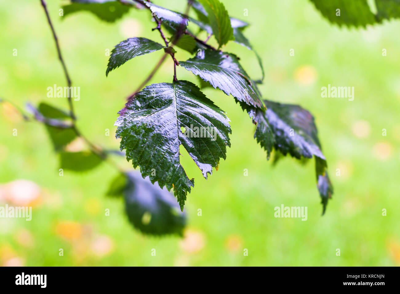 rain drops on green leaves of elm tree in autumn Stock Photo