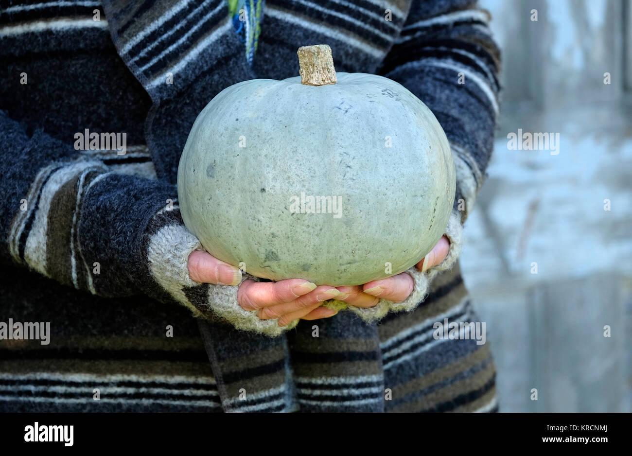 female gardener holding blue hokkaido pumpkin Stock Photo