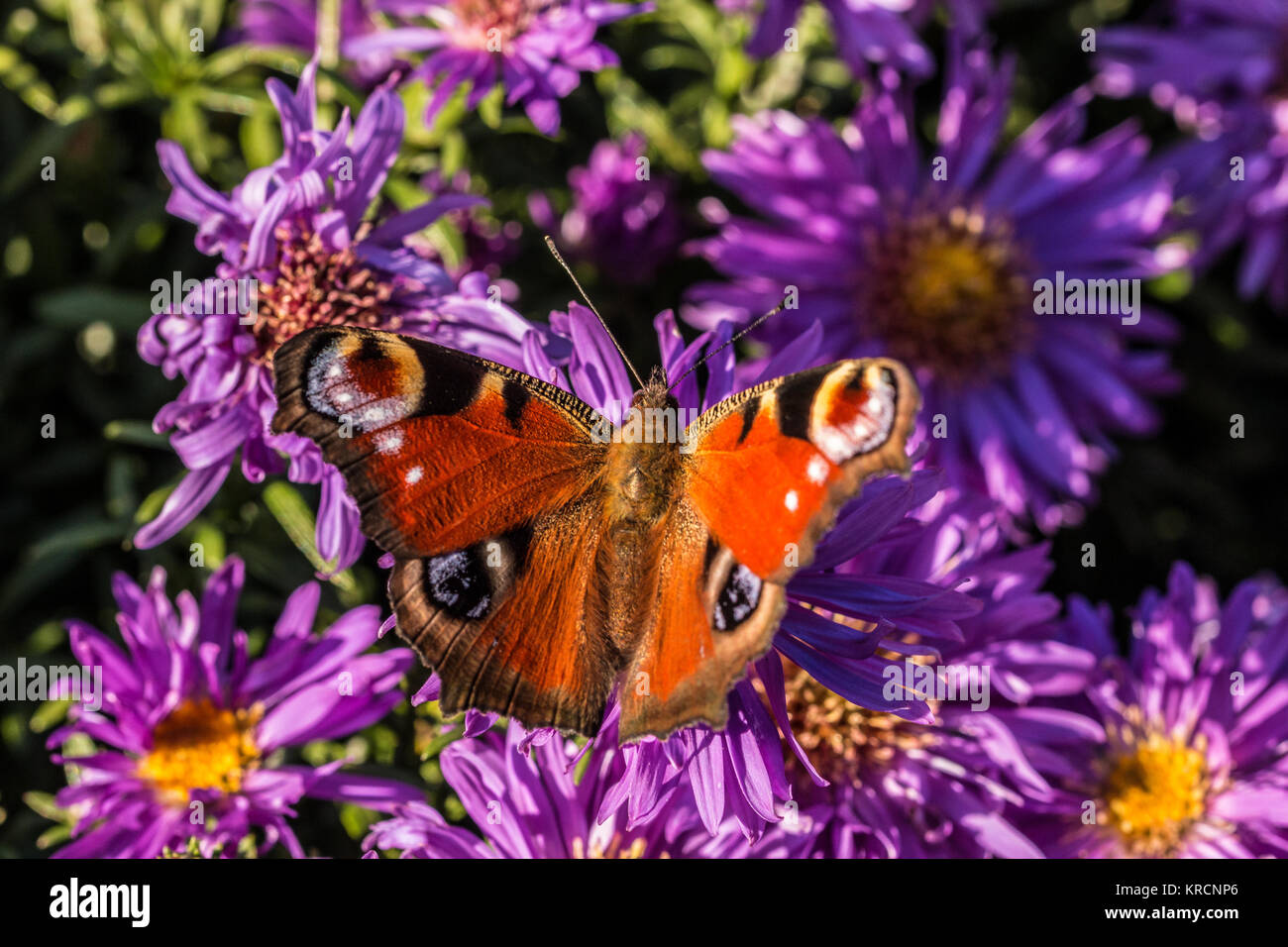 Butterfly on violet flower on the green field of the park Stock Photo