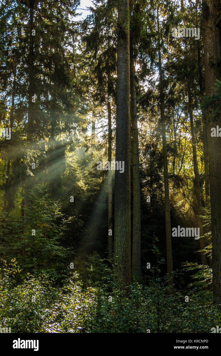 Sunrays through the green trees of the forest Stock Photo - Alamy