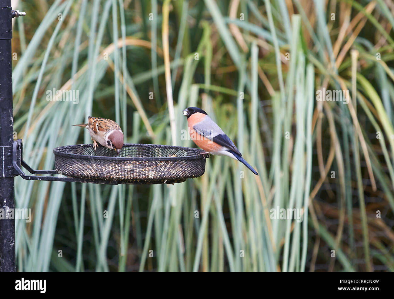 Bullfinch (Pyrrhula pyrrhula) (Right) & House Sparrow (Passeridae) (Left)  on a Garden Bird Feeder Stock Photo