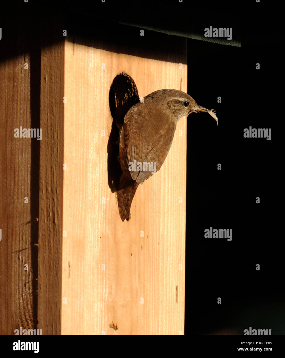 A wren (Troglodytes troglodytes) bringing food, A Young earwig ( Forficula auricularia) to the entrance of its nest box Stock Photo