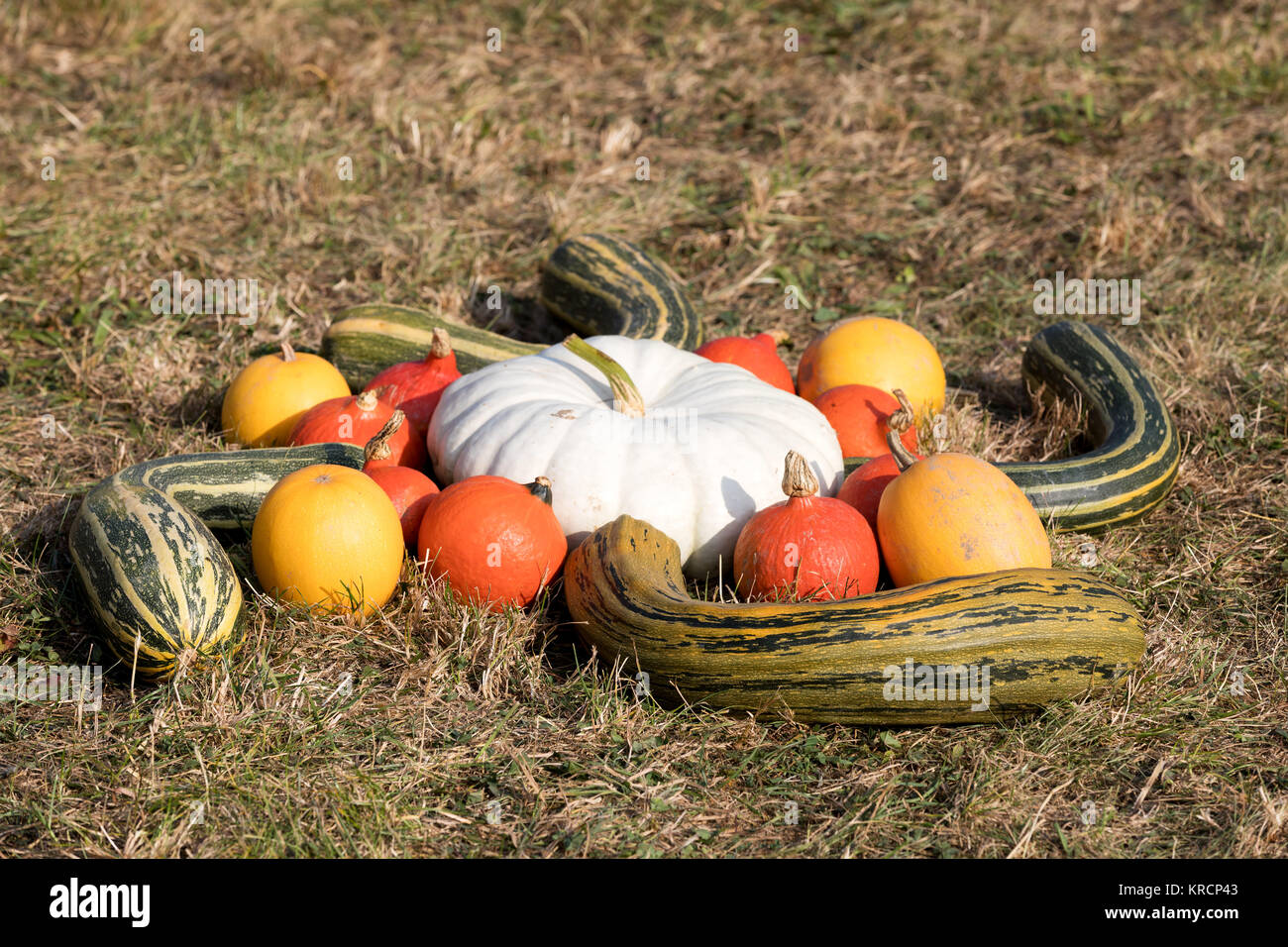 Ripe autumn pumpkins on the farm Stock Photo - Alamy