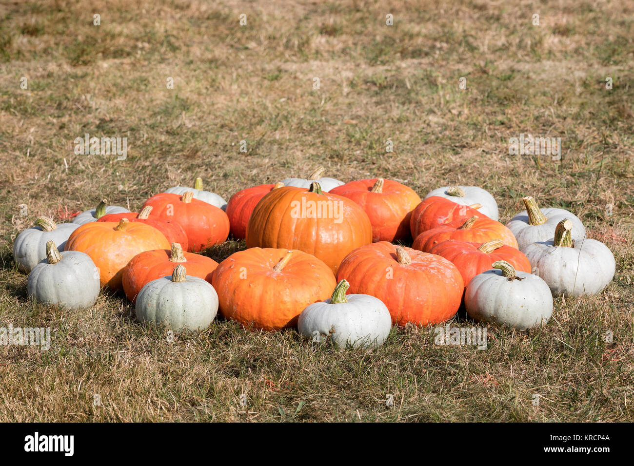 Ripe autumn pumpkins on the farm Stock Photo - Alamy