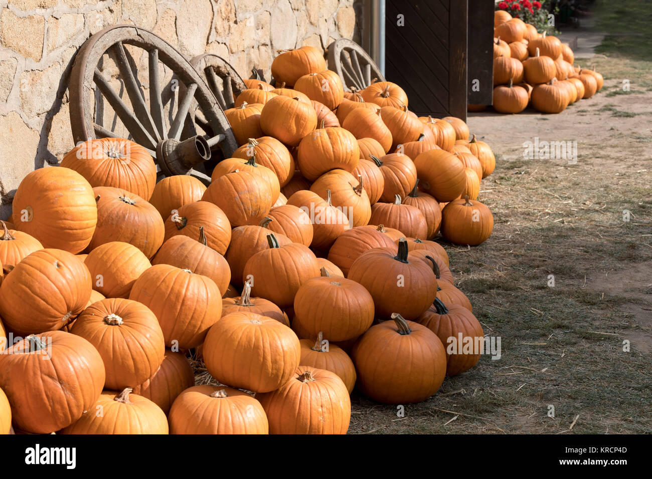 Ripe autumn pumpkins on the farm Stock Photo - Alamy