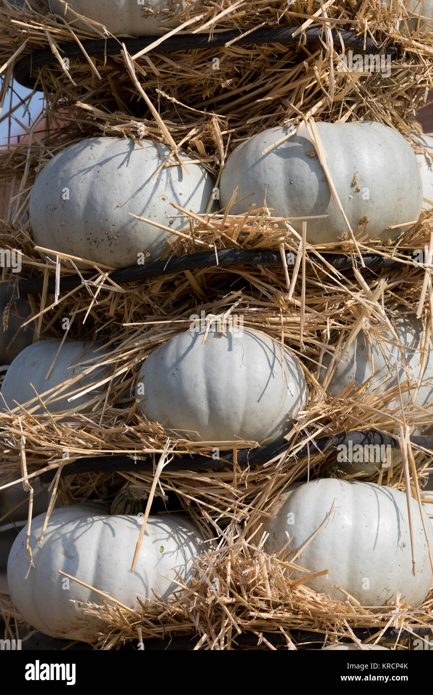 Ripe autumn pumpkins arranged on totem Stock Photo - Alamy