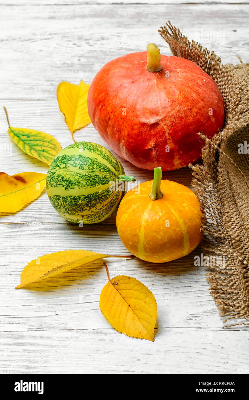 Still life with three decorative pumpkins from the autumn harvest Stock ...