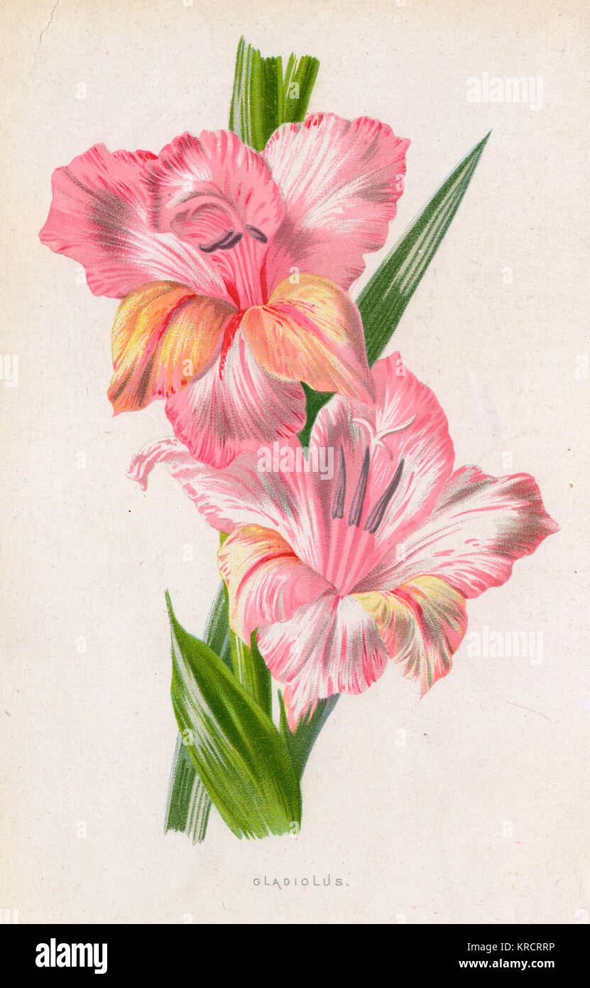 Pale pink gladiolus Stock Photo