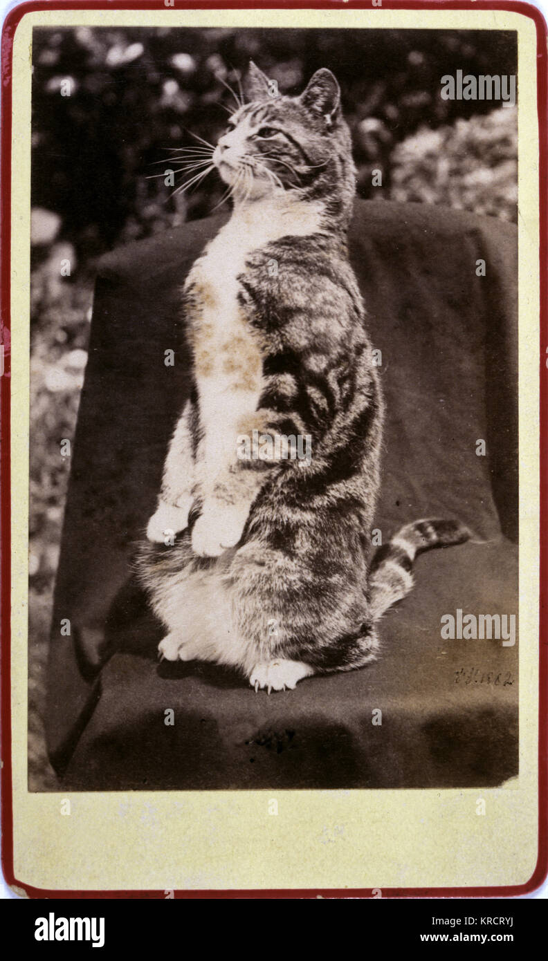A cat sitting on its haunches Date 19th century Stock Photo Alamy