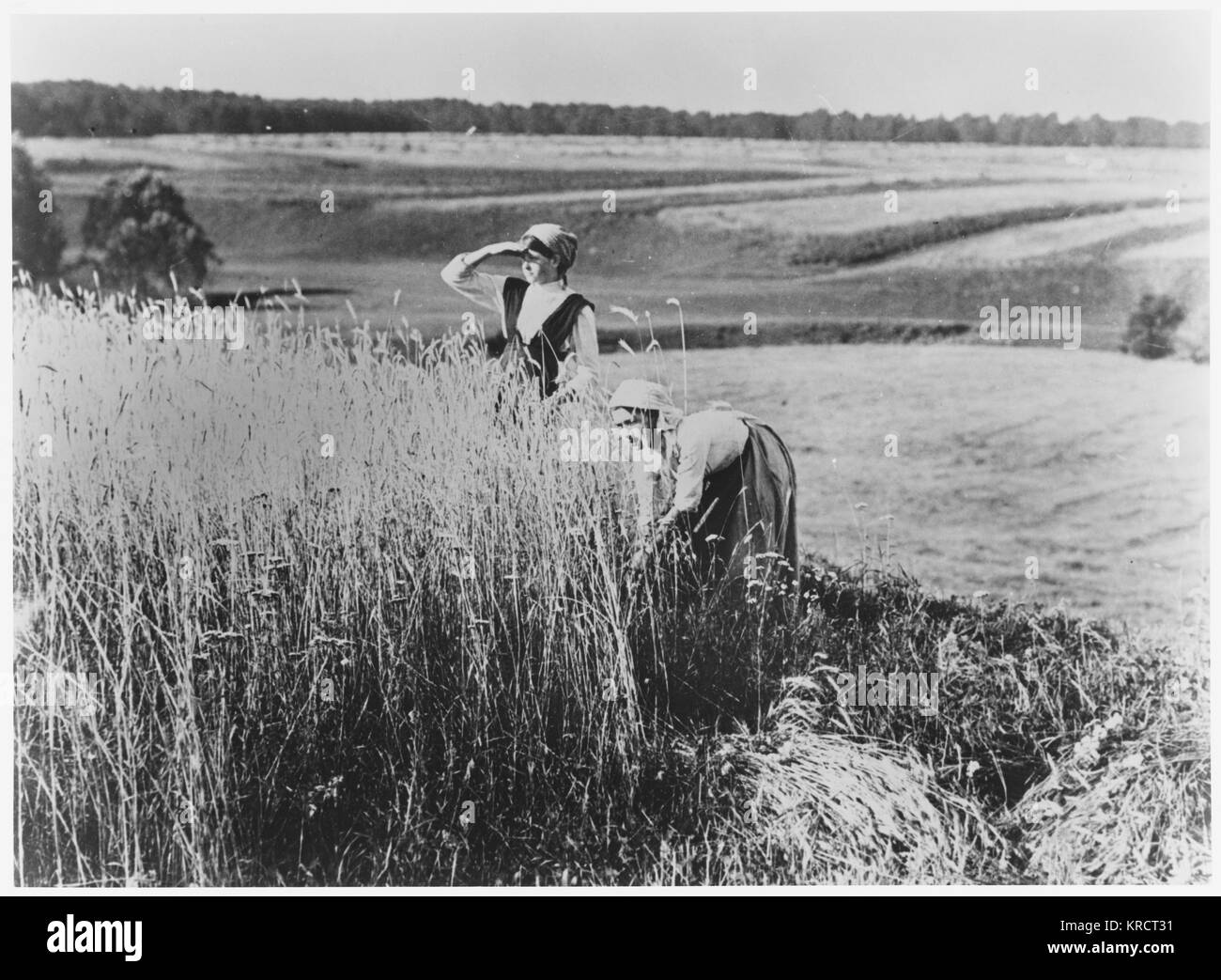 Russian peasant women at harvest-time Date: Pre-1917 Stock Photo