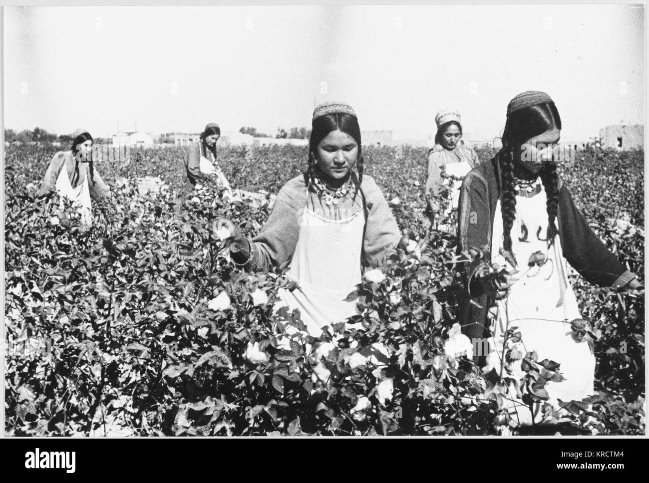Picking cotton for gunpowder production in Turkmenistan during World War Two. Stock Photo
