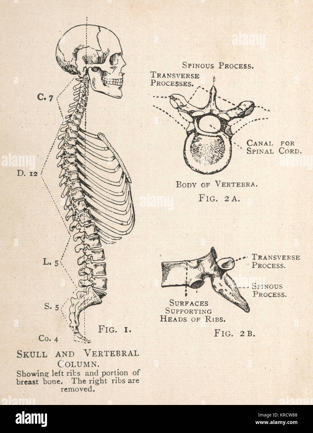 Diagram of human skull and vertebral column Stock Photo
