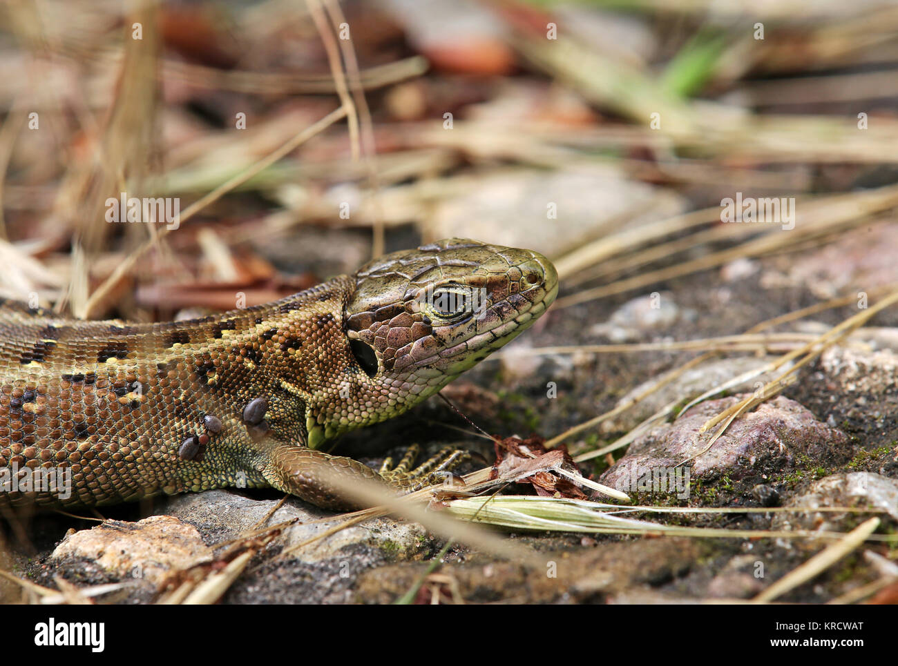 ticks on sand lizard lacerta agilis Stock Photo Alamy