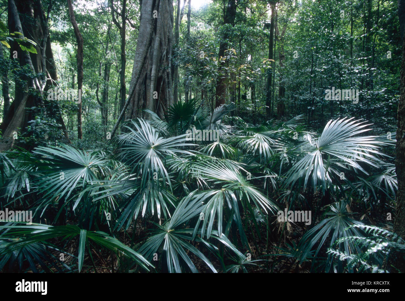 Vegetation in a New South  Wales Pacific Coast  rainforest, Australia.        Date: 2003 Stock Photo