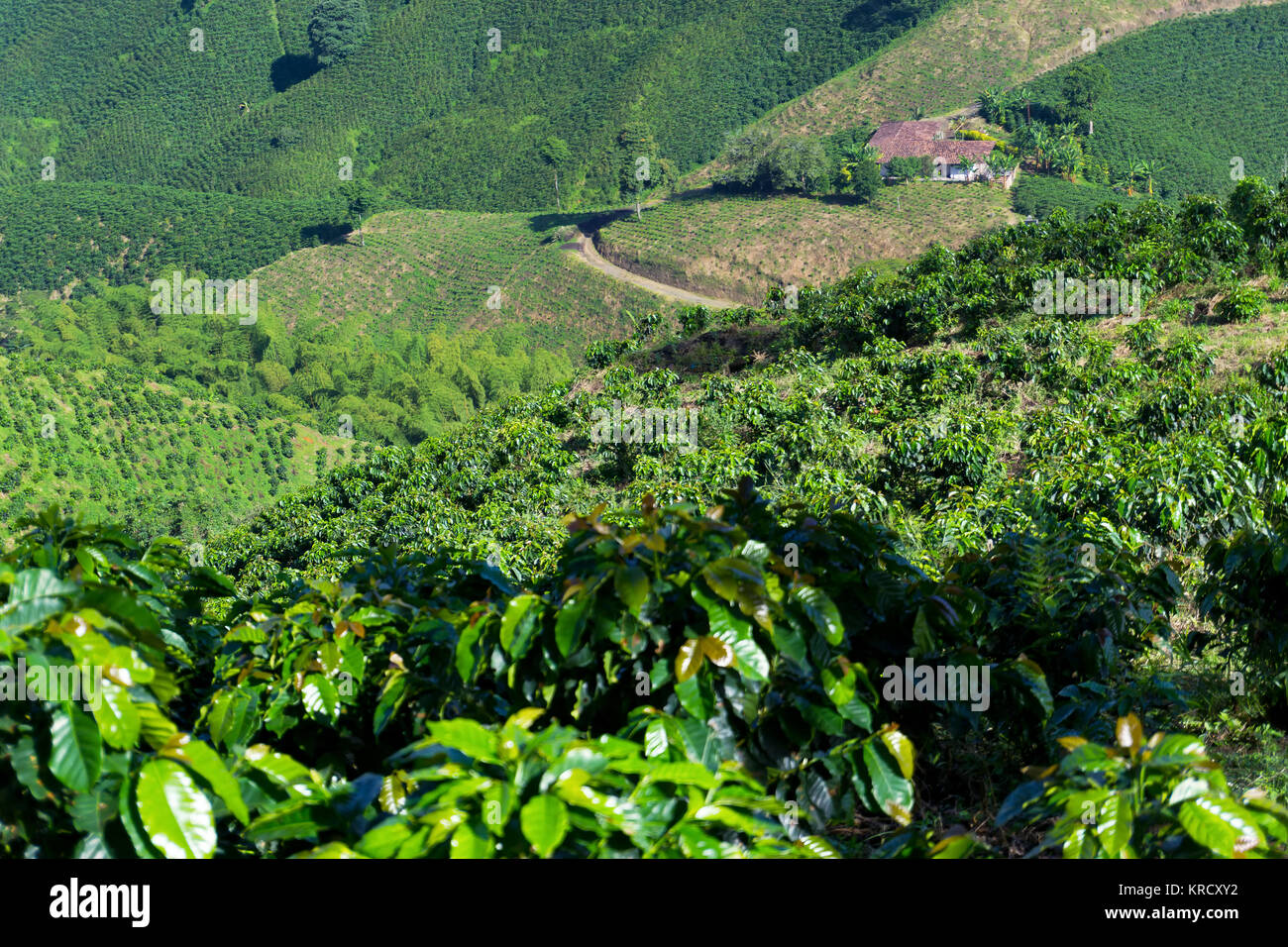 Growing Coffee Plants Stock Photo