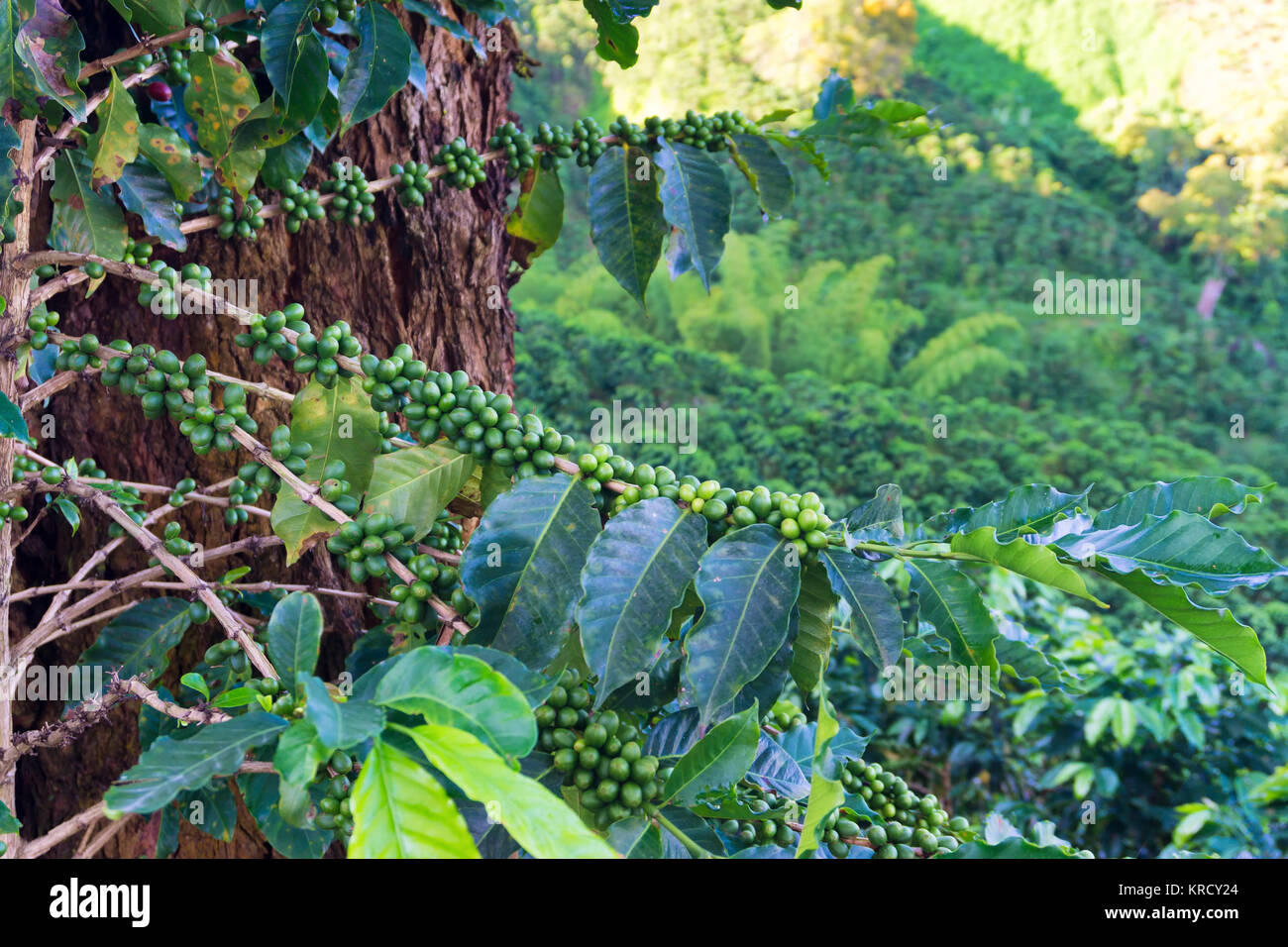 Coffee Plant Closeup Stock Photo