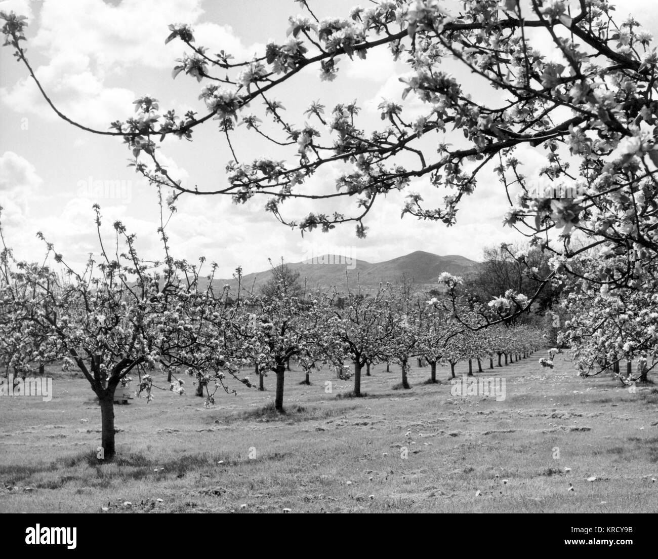Symmetrical apple trees in blossom in an orchard at Powick, Malvern Hills, Worcestershire