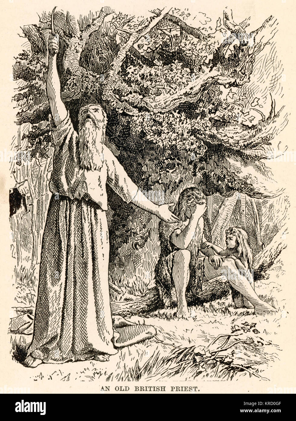 Ancient British Druids pick Mistletoe Stock Photo