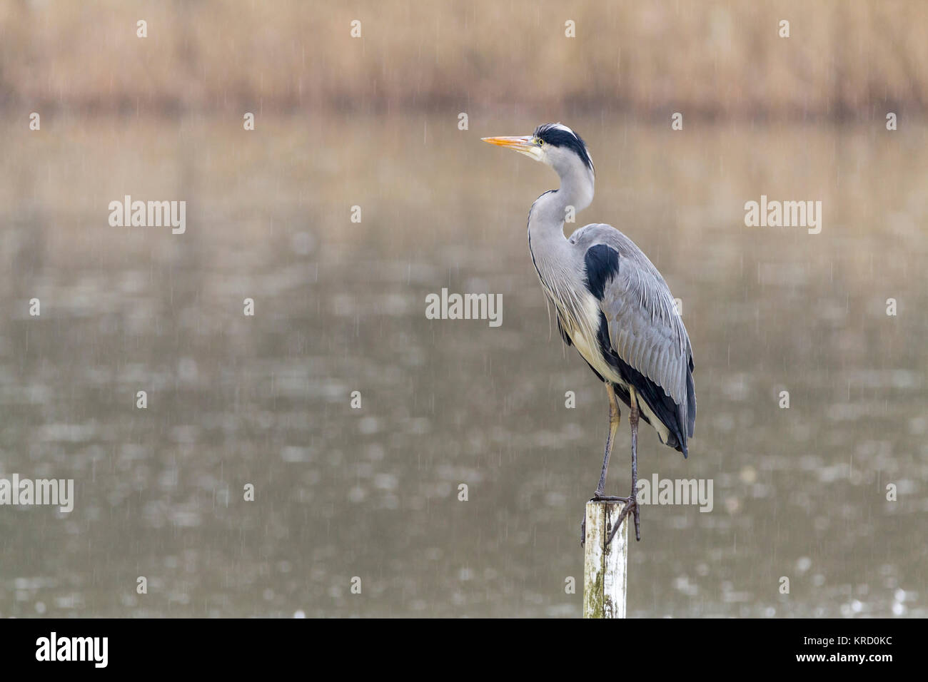 Grey Heron (Ardea cinerea) perched on a partially submerged wooden post viewed from a hide at the Warnham wildlife reserve Horsham UK, in light rain. Stock Photo