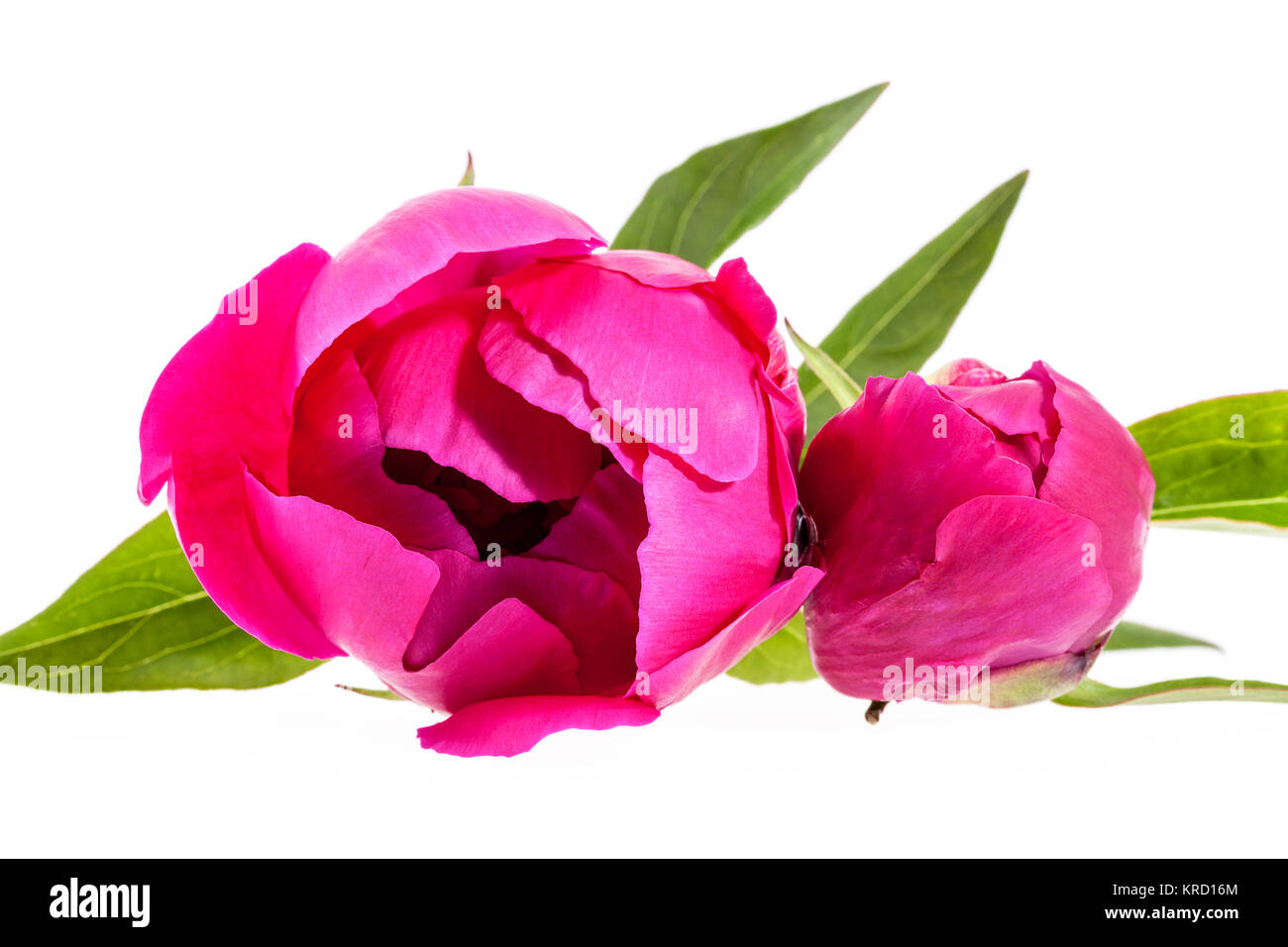 Pink flowers of peony isolated on white background Stock Photo - Alamy