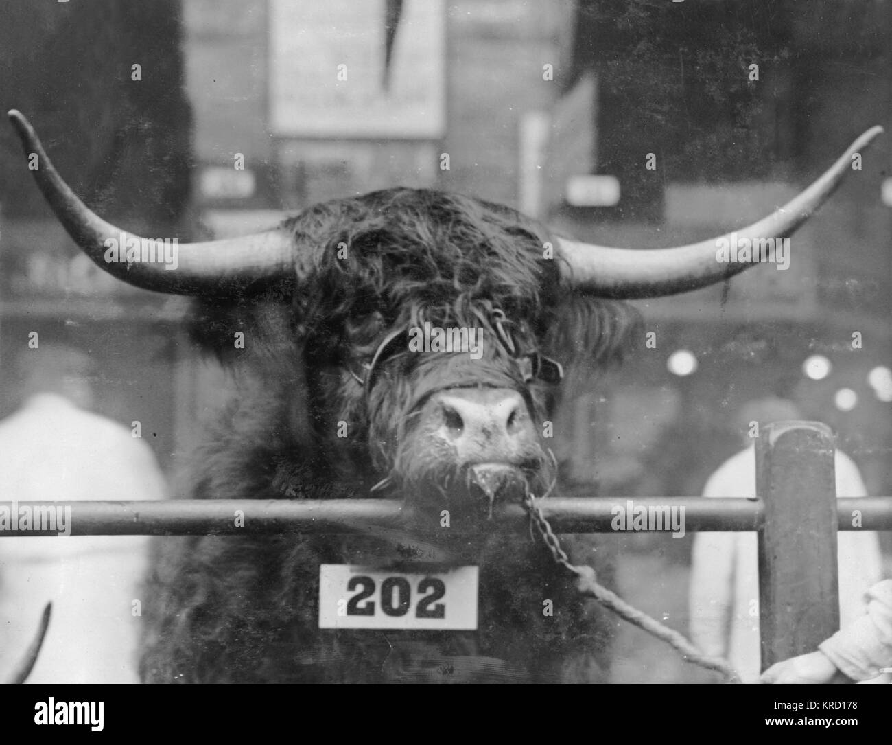 Prizewinning bull at the Smithfield Show Stock Photo