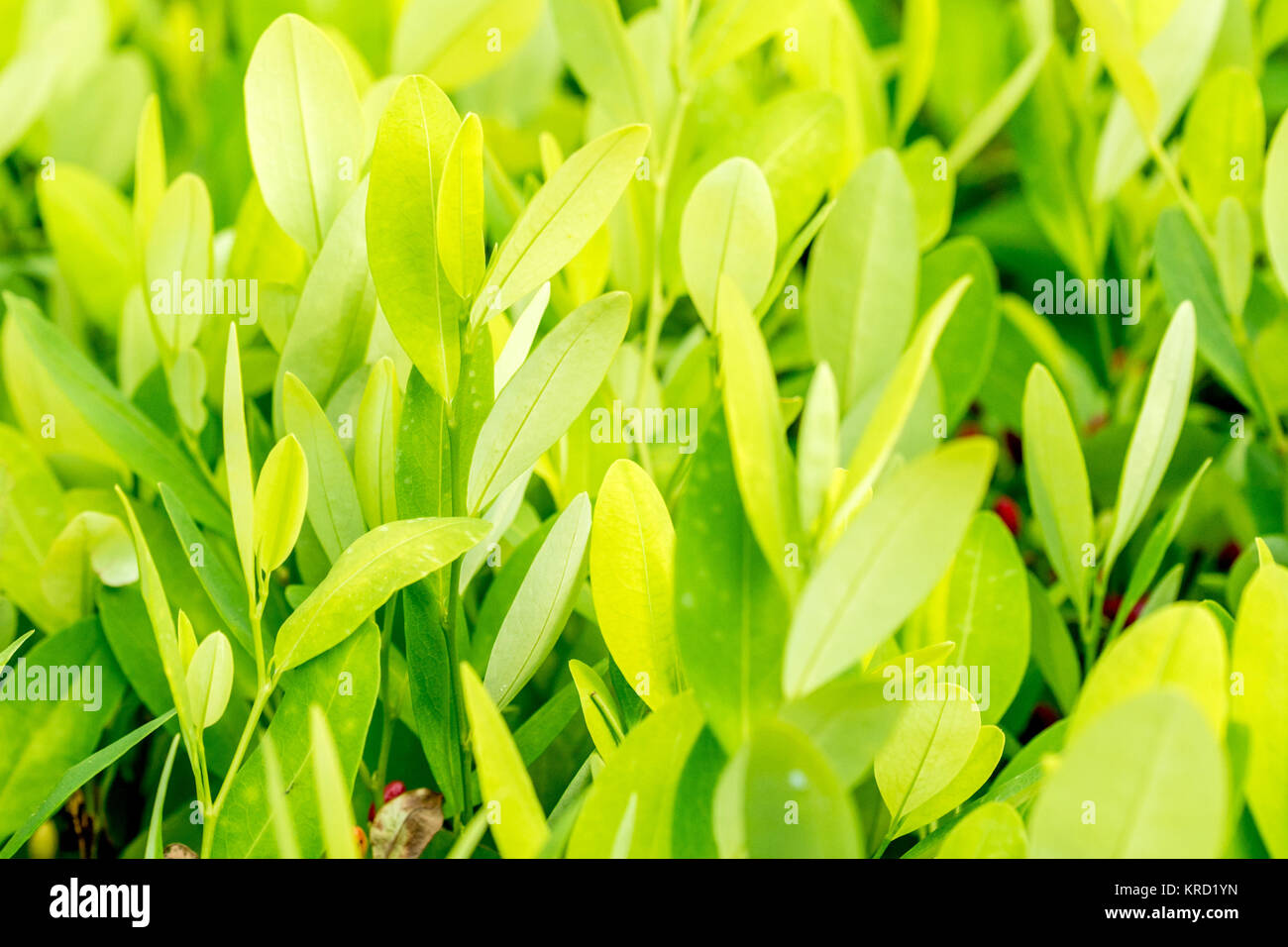 Leaves of coca plant Stock Photo Alamy