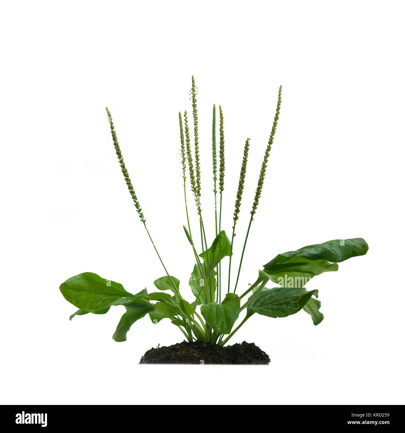 plantain isolated on white background Stock Photo