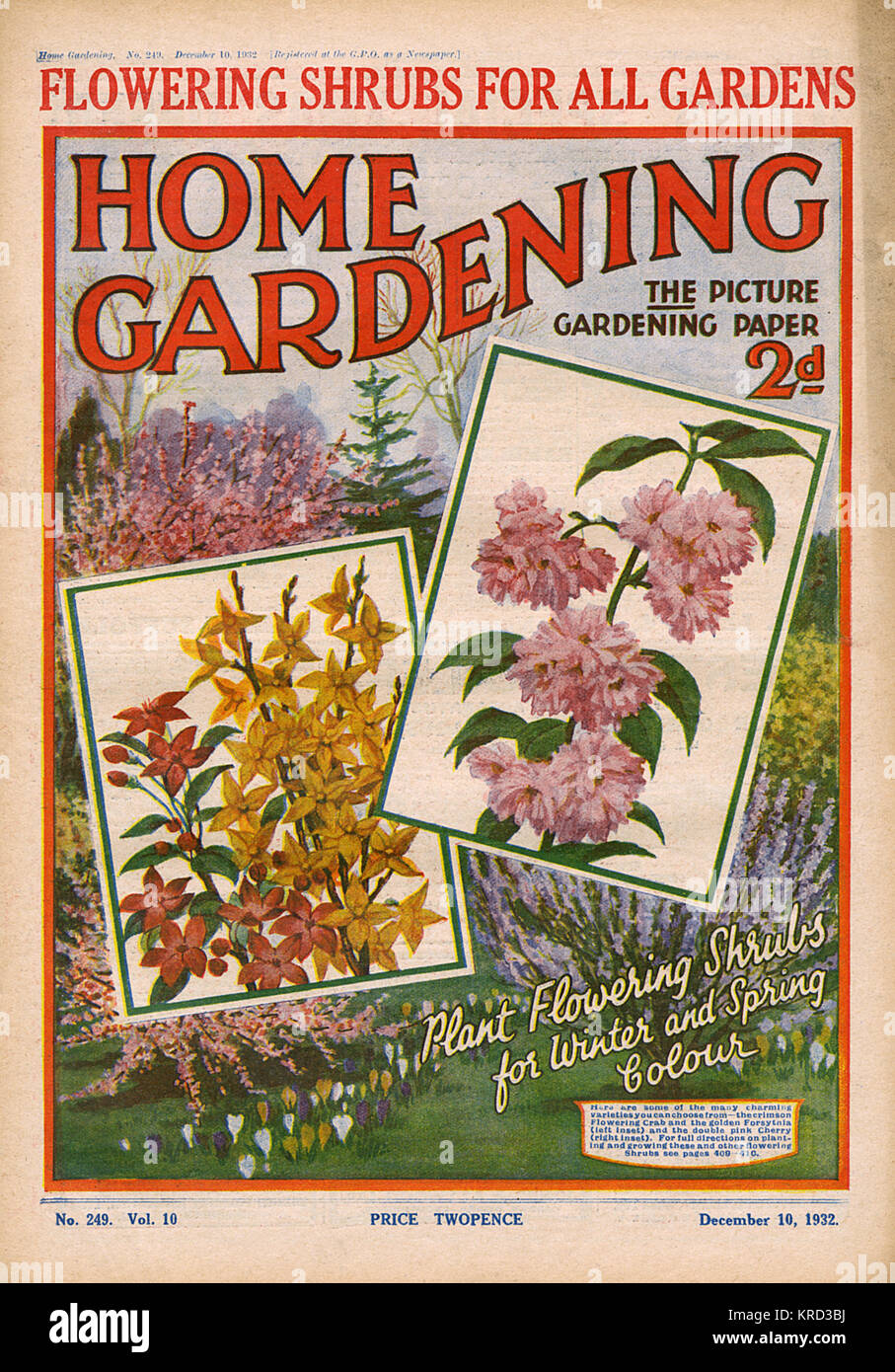 Front cover of Home Gardening magazine for December 1932 advising readers to plant flowering shrubs for winter and spring colour.  Inset pictures show early blooming forsythia and pink cherry blossom.       Date: 1932 Stock Photo