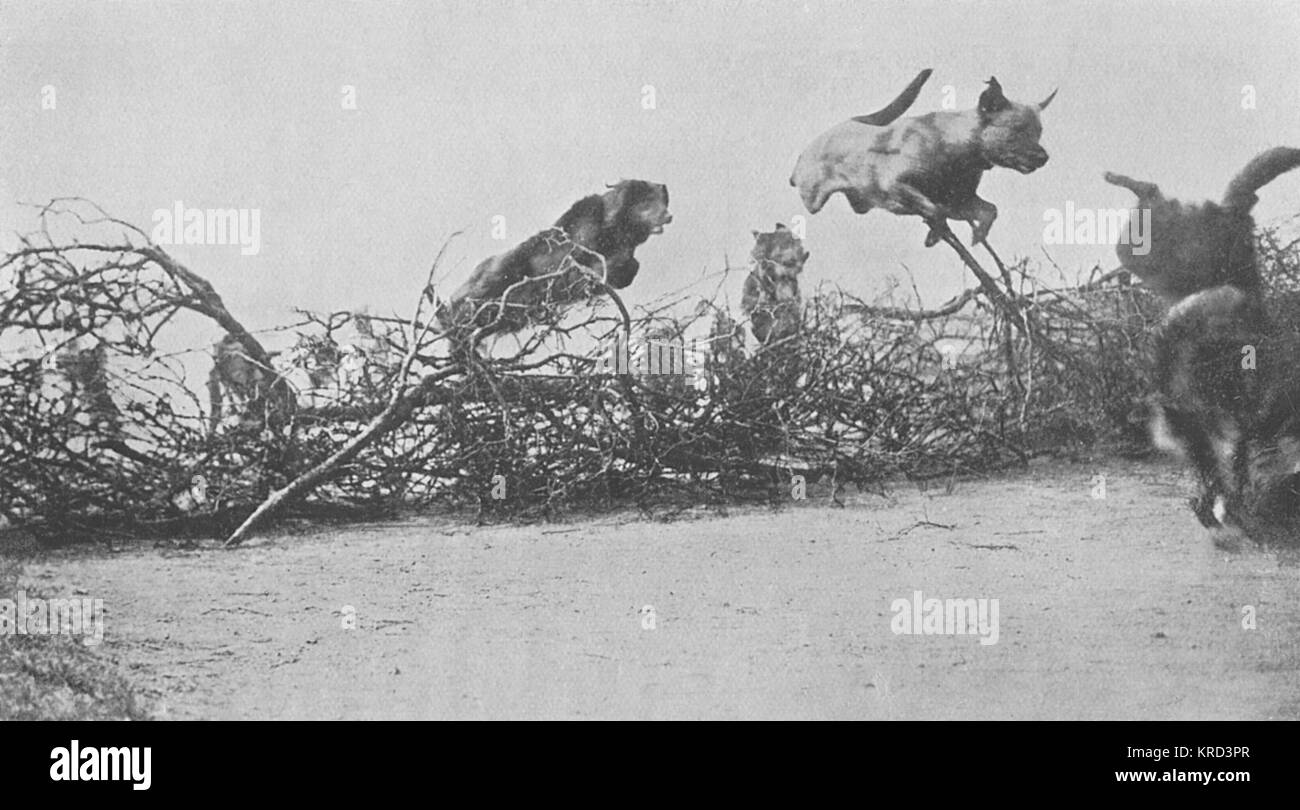 WW1 messenger dogs - training them to jump barbed wire Stock Photo