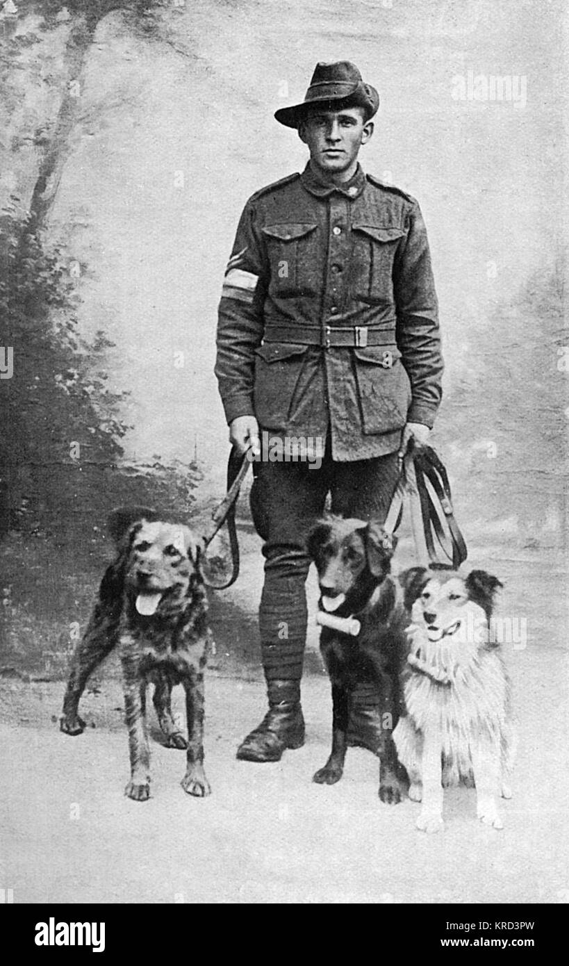 British messenger dogs, WW1 Stock Photo
