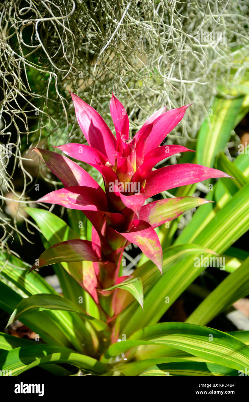 Bromeliad or Urn Plant (Aechmea fasciata) kind of local Brazil Plants. Stock Photo