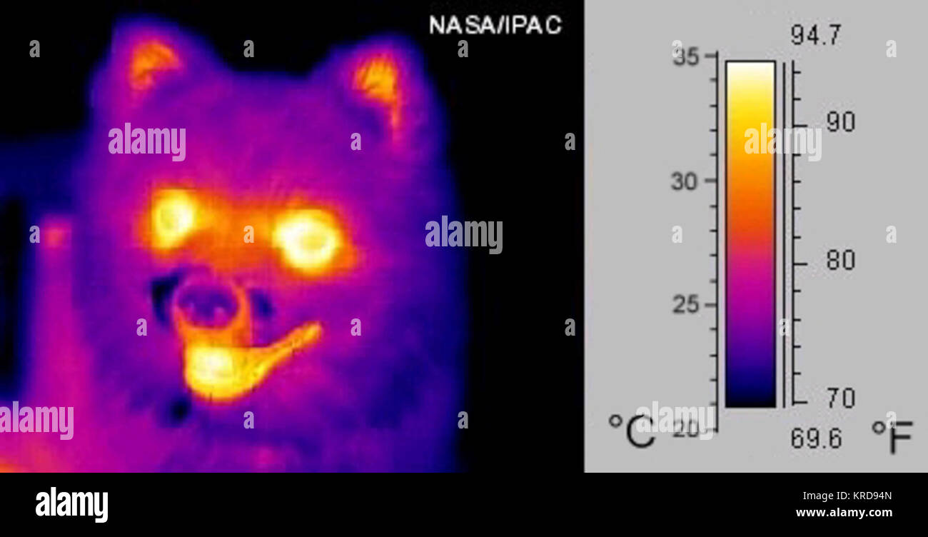 Infrared dog hires stock photography and images Alamy