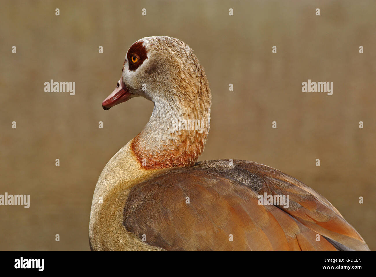 Portrait of an Egyptian Goose Stock Photo