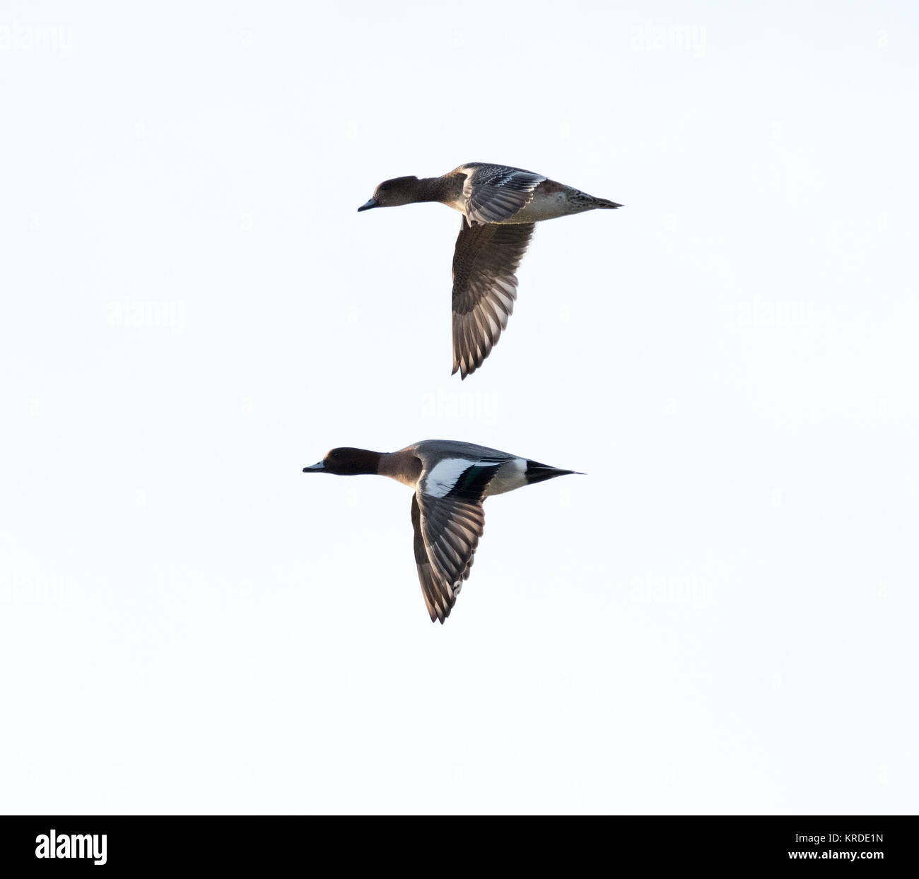 Two Wigeon ducks in flight Stock Photo