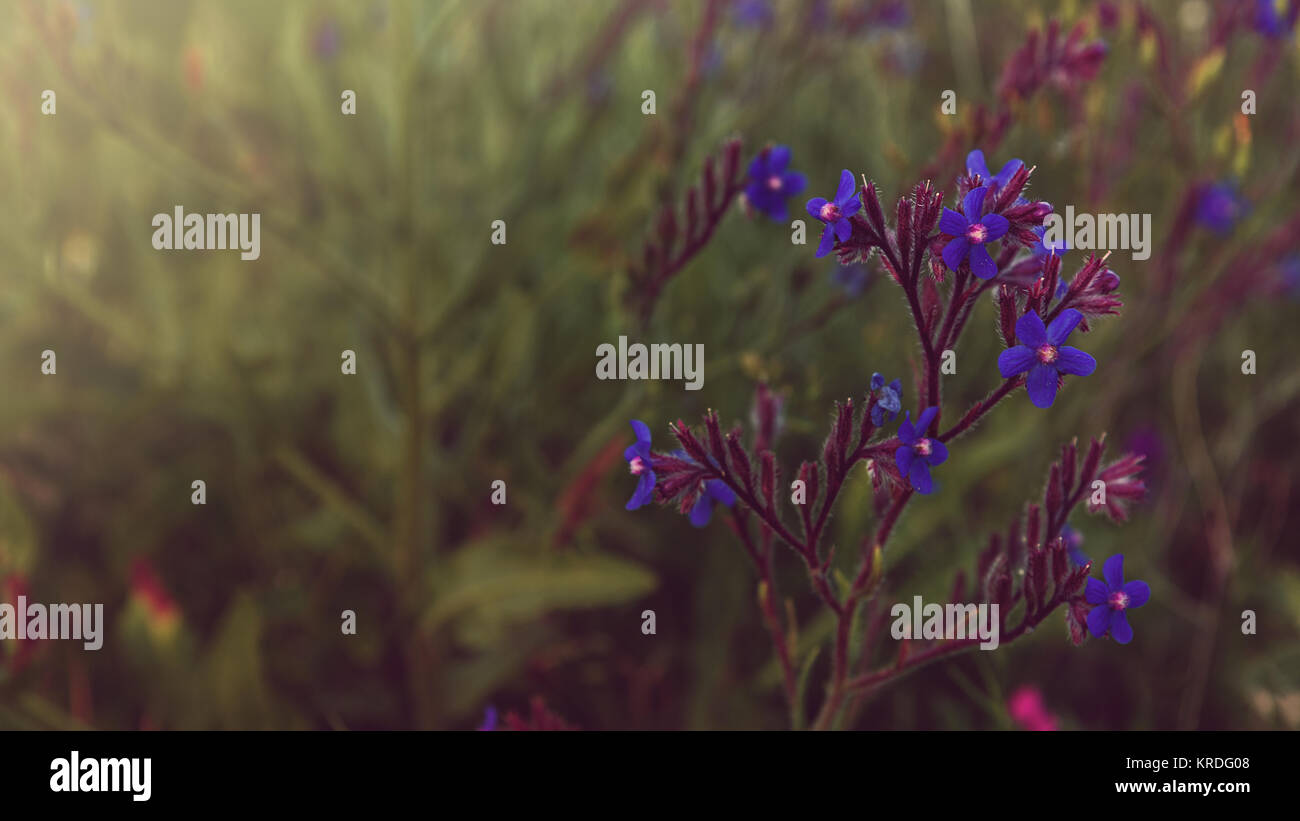 Purple flowers in the field at sunset closeup Stock Photo - Alamy