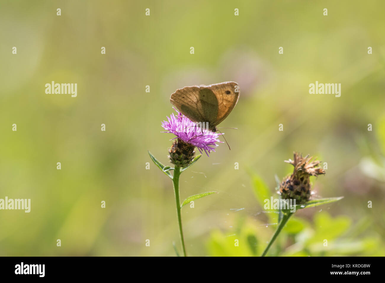 Meadow Brown Butterfly (Maniola jurtina Stock Photo Alamy