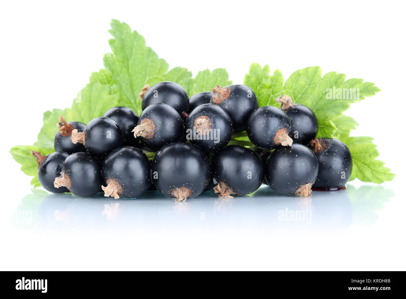 Schwarze Johannisbeeren Johannisbeere Früchte Frucht frische Beeren Obst Freisteller vor einem weissen Hintergrund Stock Photo