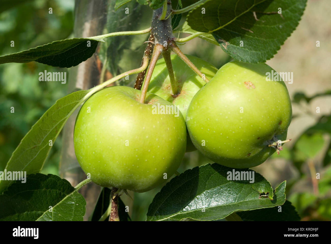 Patio Apple Tree Stock Photo Alamy