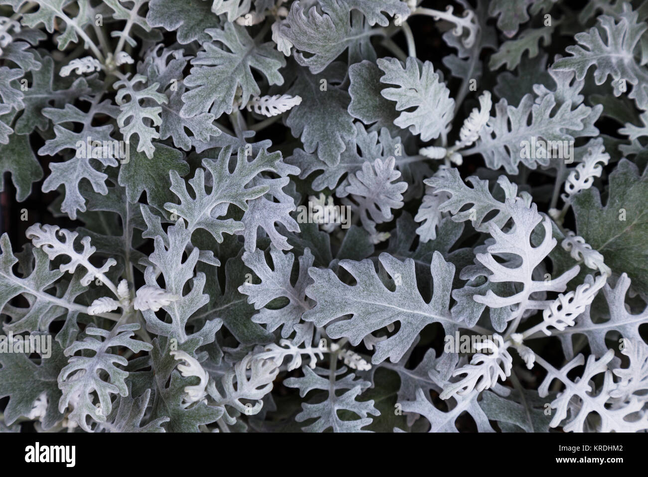 leaf of the silver cineraria, dusty Miller's elegant silver leaves (Senecio cineraria). nature background and texture Stock Photo