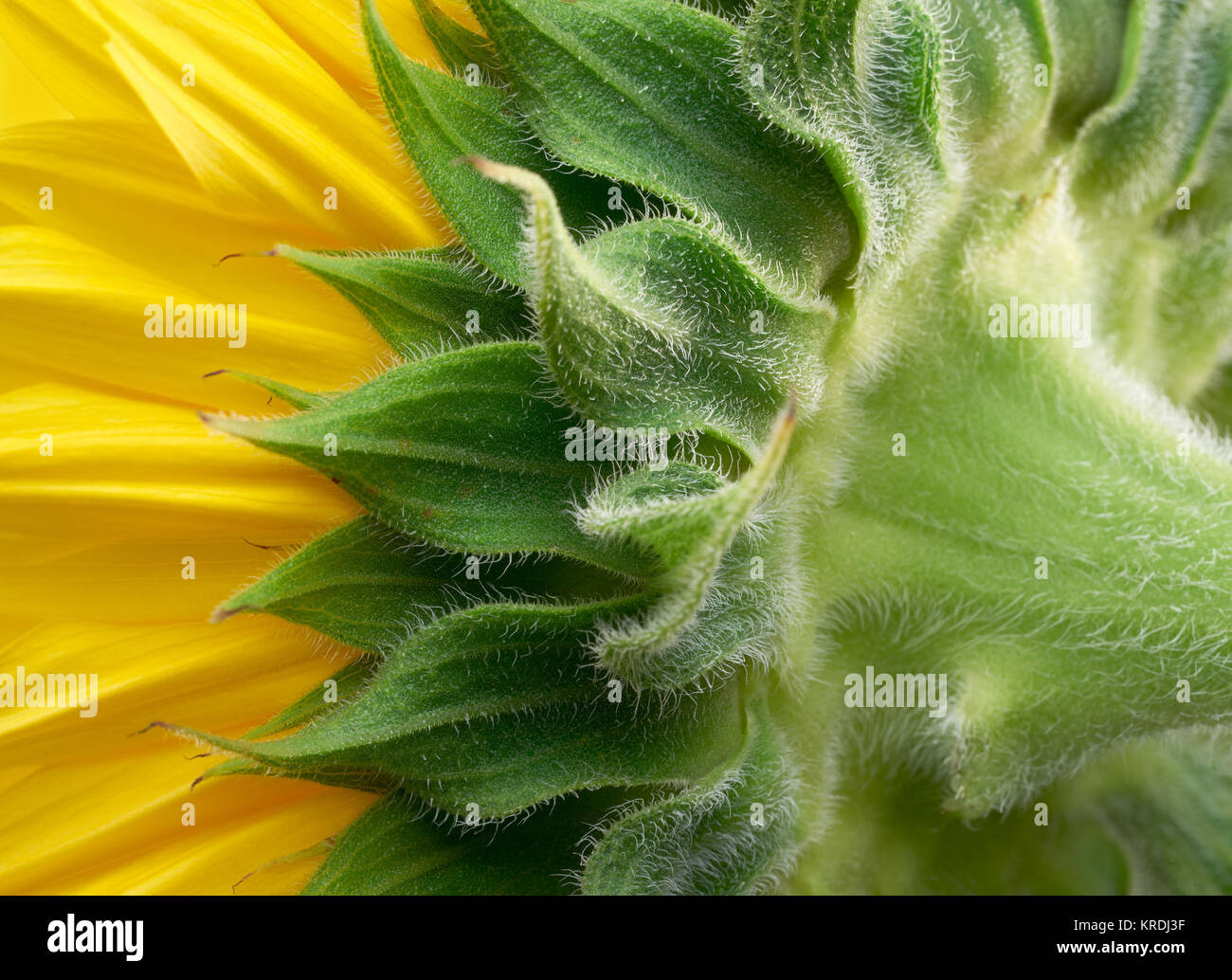 sunflower closeup shot Stock Photo